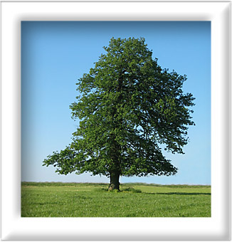 Environmentally Friendly Operations